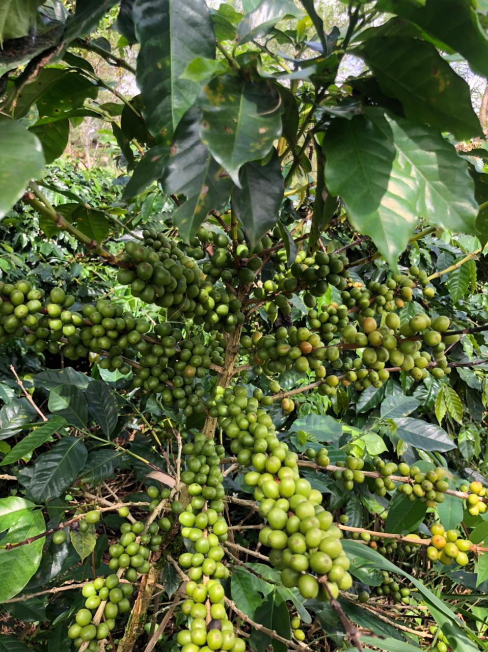 Kebun Kopi Desa Lelabu